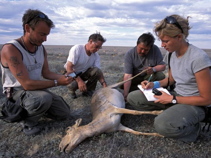 Saiga Carcass