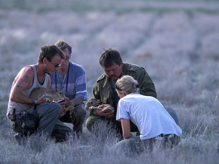 Gathering Data on Saiga Calves