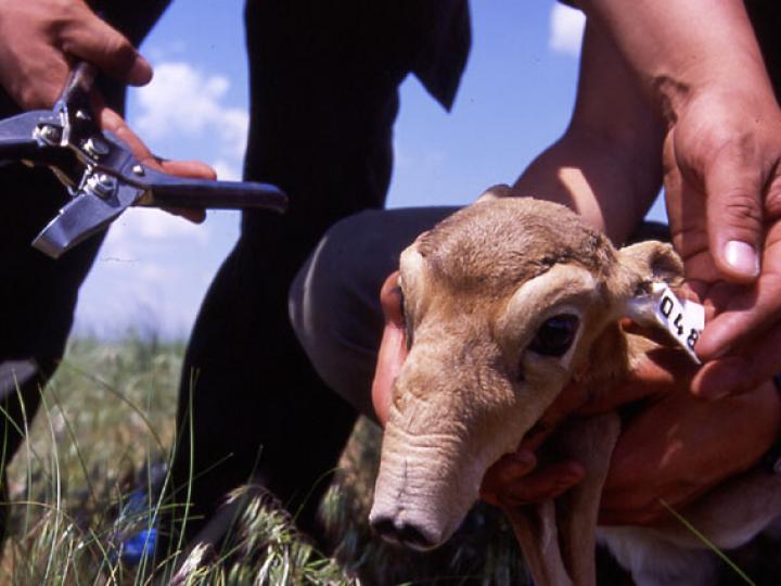 Saiga Calf with Ear Tag