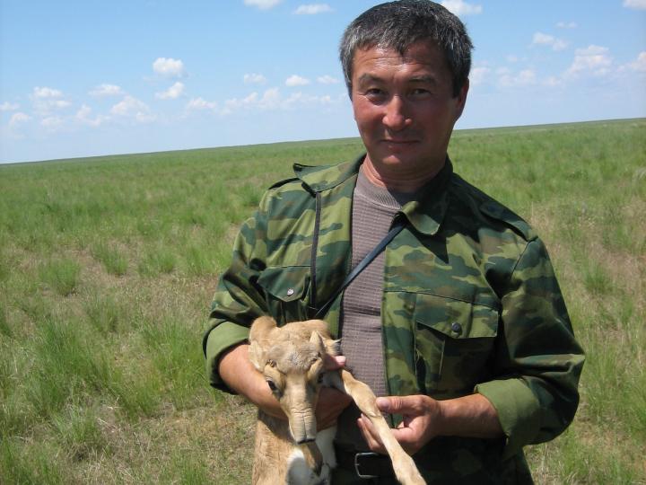 Ranger Holding Saiga Calf