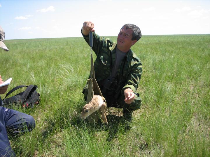 Ranger Weighs a Saiga Calf