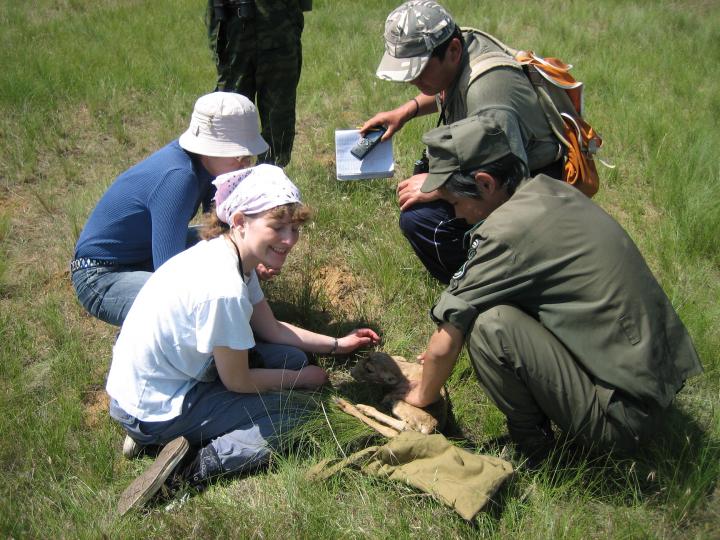 EJ & Rangers Measure a Saiga Calf