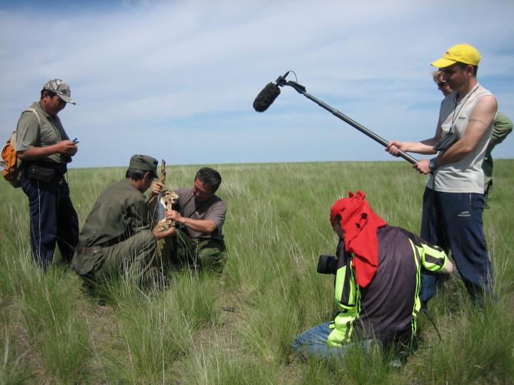 Filming a Saiga Calf Being Measured