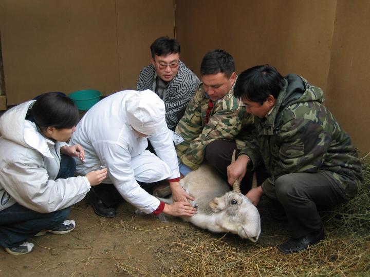 Taking Blood from Male Saiga