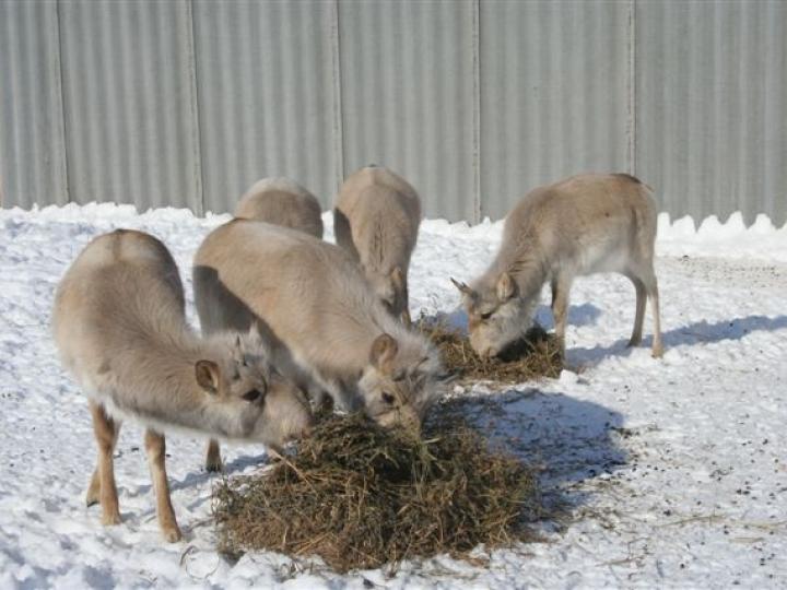 Saigas Feeding at Breeding Centre