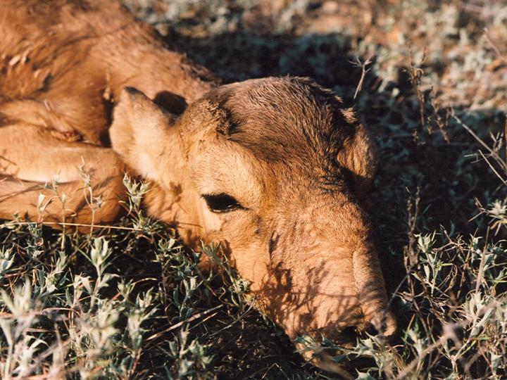 Saiga Calf Close Up