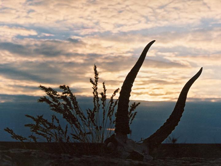 Saiga Horns at Sunset