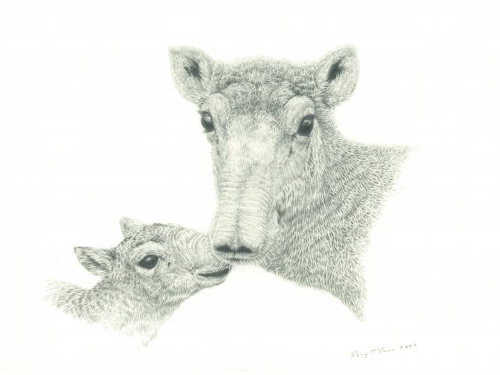 Saiga Mother & Calf Drawing