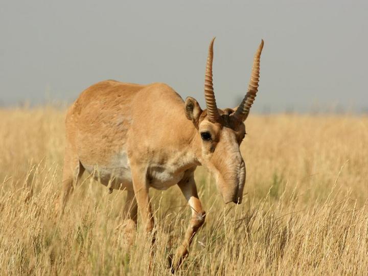 Male Saiga on Dry Steppe