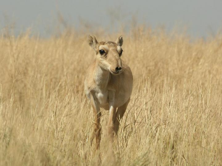 Female Saiga on Dry Steppe