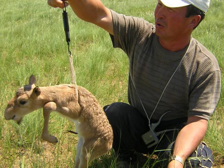 Saiga Calf Being Weighed