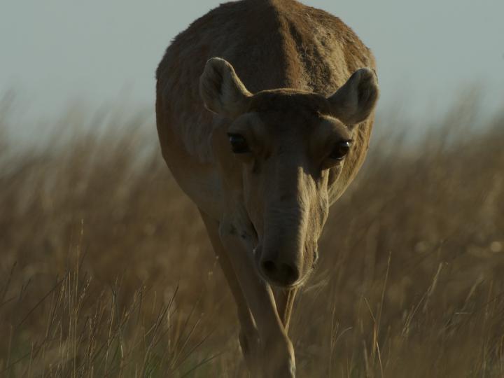 Female Saiga on Steppe