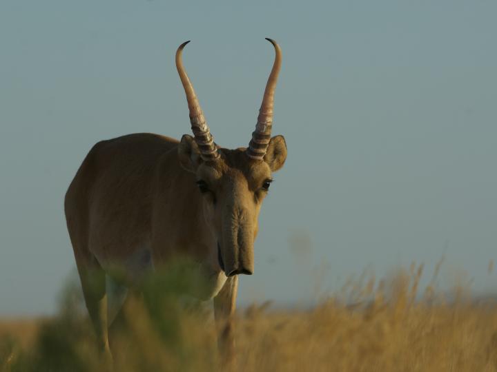 Male Saiga on Steppe