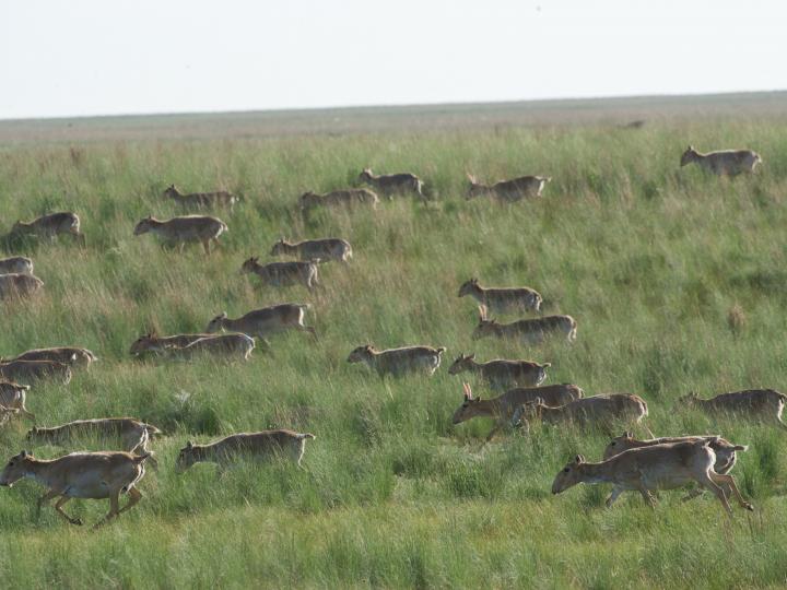 Saiga Herd