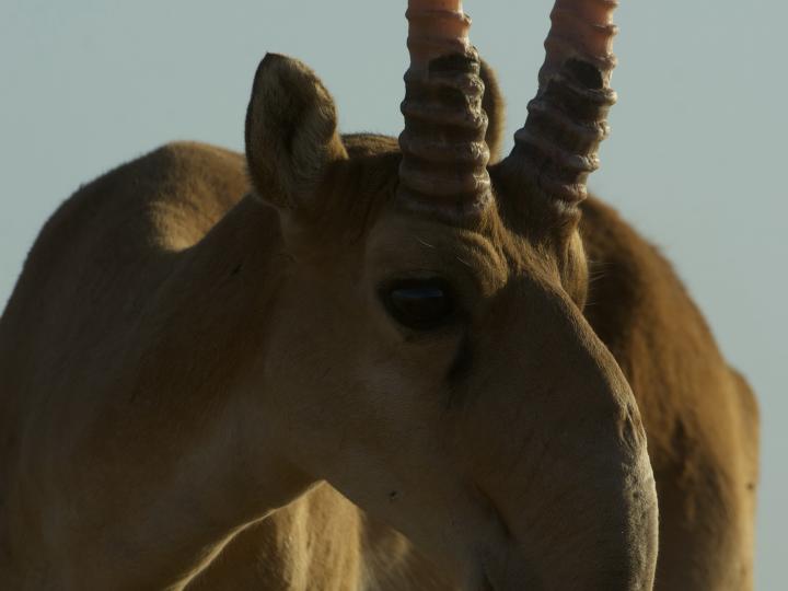 Male Saiga Close-Up