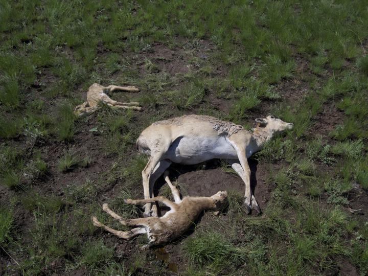 Saiga Deaths 2015