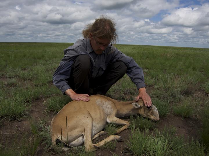 Saiga Deaths 2015