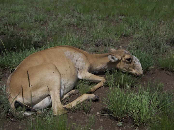 Saiga Deaths 2015