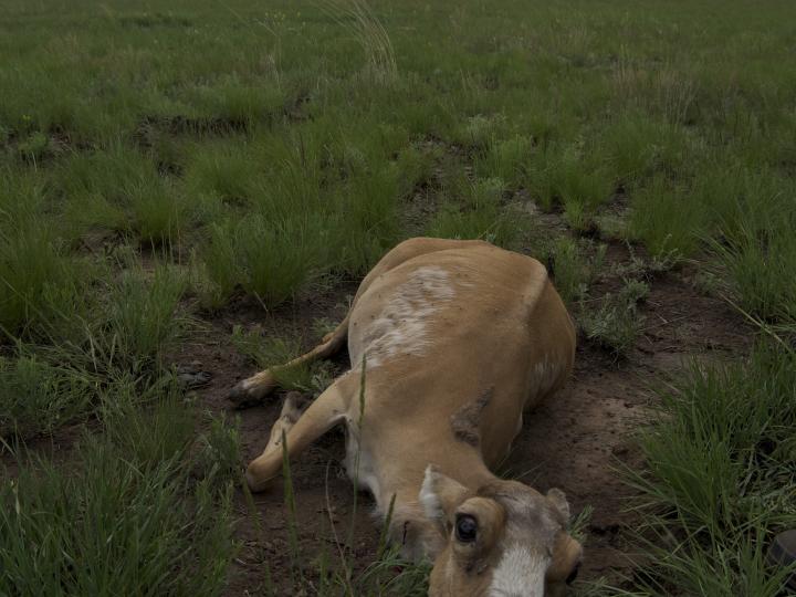 Saiga Deaths 2015