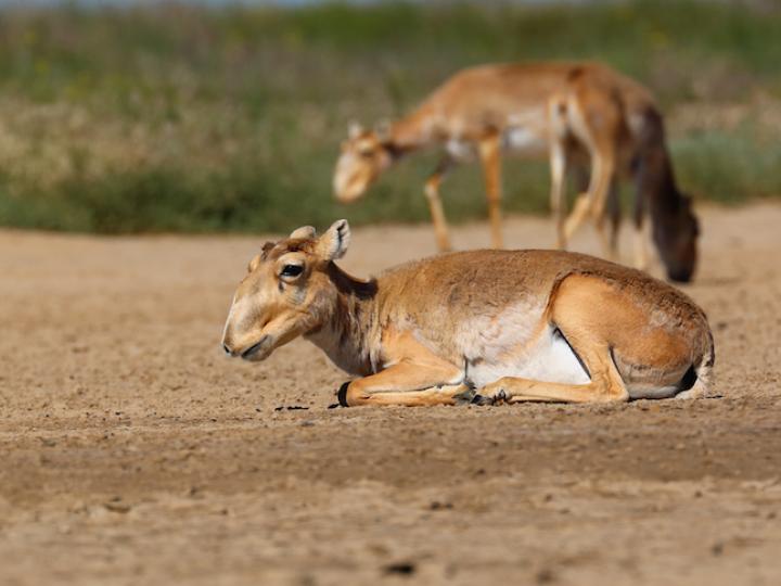 Saiga - Stepnoi 2015