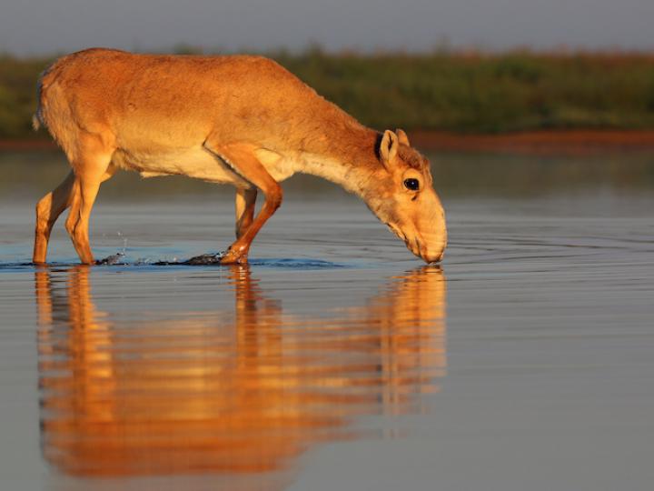 Saiga Female - Stepnoi 2015