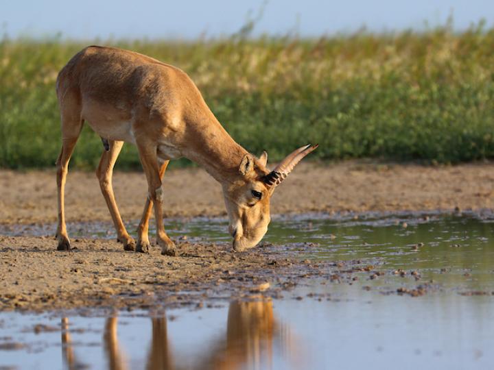 Male Saiga - Stepnoi 2015