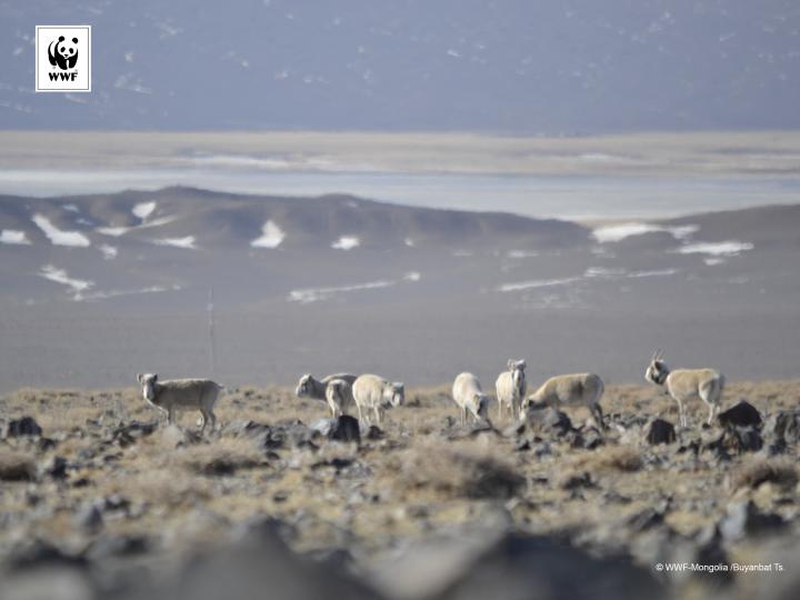 Mongolian Saiga Herd