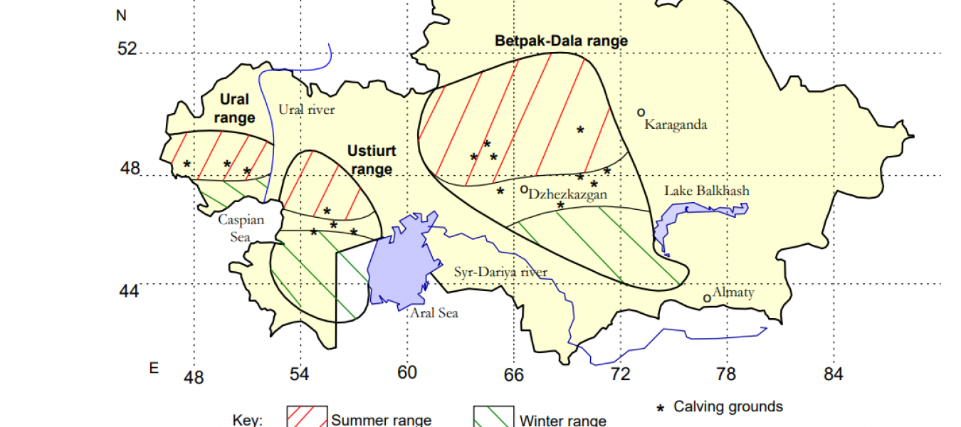 Approximate distribution of saiga populations in Kazakhstan. Redrawn from Bekenov et al (1998). Latitude and longitude, and distance marker, are approximate