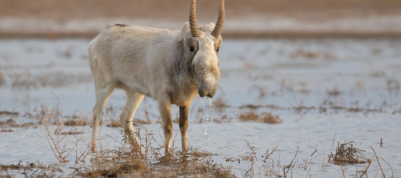 saiga drinking