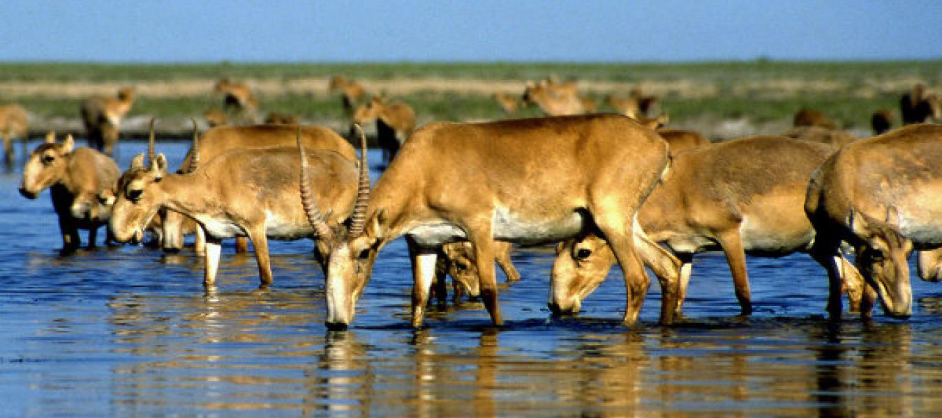 Behavioural Research of the Saiga Antelope, Saiga Tatarica, in it's main reproductive season in a semi-natural condition - Aili Kang PhD thesis