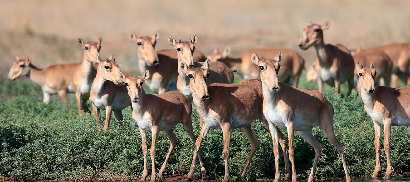 Two International Meetings on the Conservation of the Mongolian gazelle and Saiga Antelope, Ulaanbaatar, October 2004 (Conservation News)