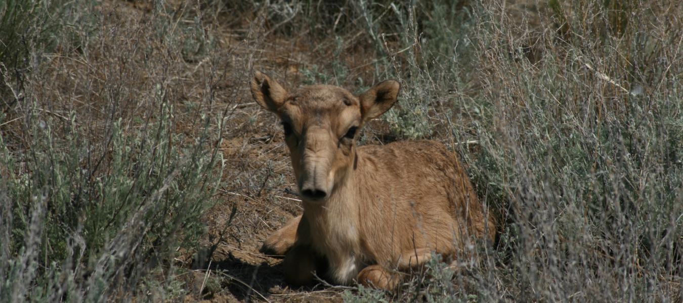 Toxoplasmosis in Nilgais (Boselaphus Tragocamelus) and Saiga Antelope (Saiga Tatarica)