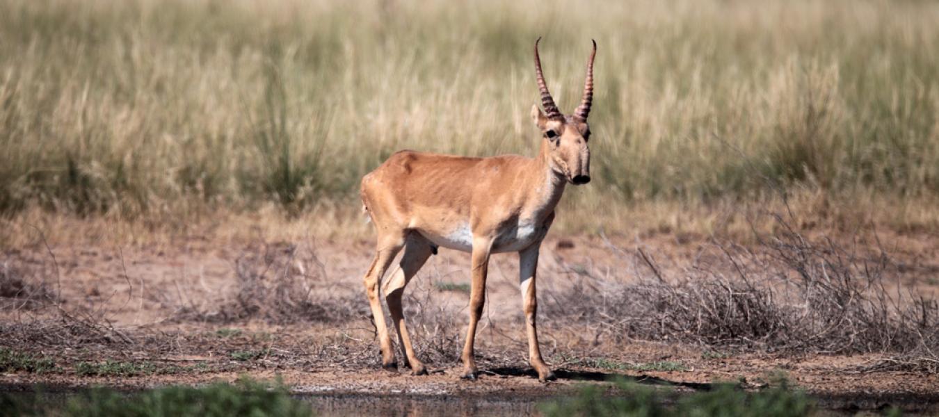 Factors Affecting Intention to Volunteer: Conserving the Ural Saiga Population - Katie Mabbutt, MSc Thesis