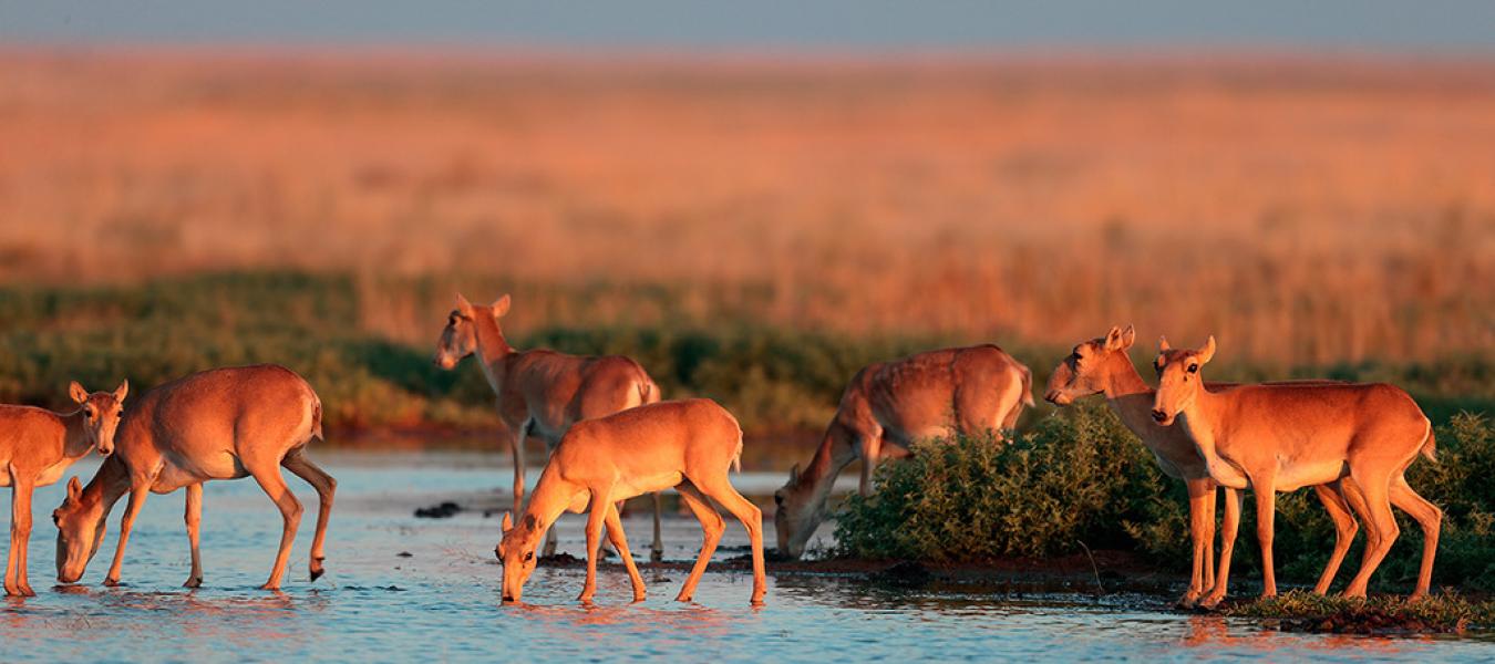 The Management of Wild Large Herbivores to Meet Economic, Conservation and Environmental Objectives