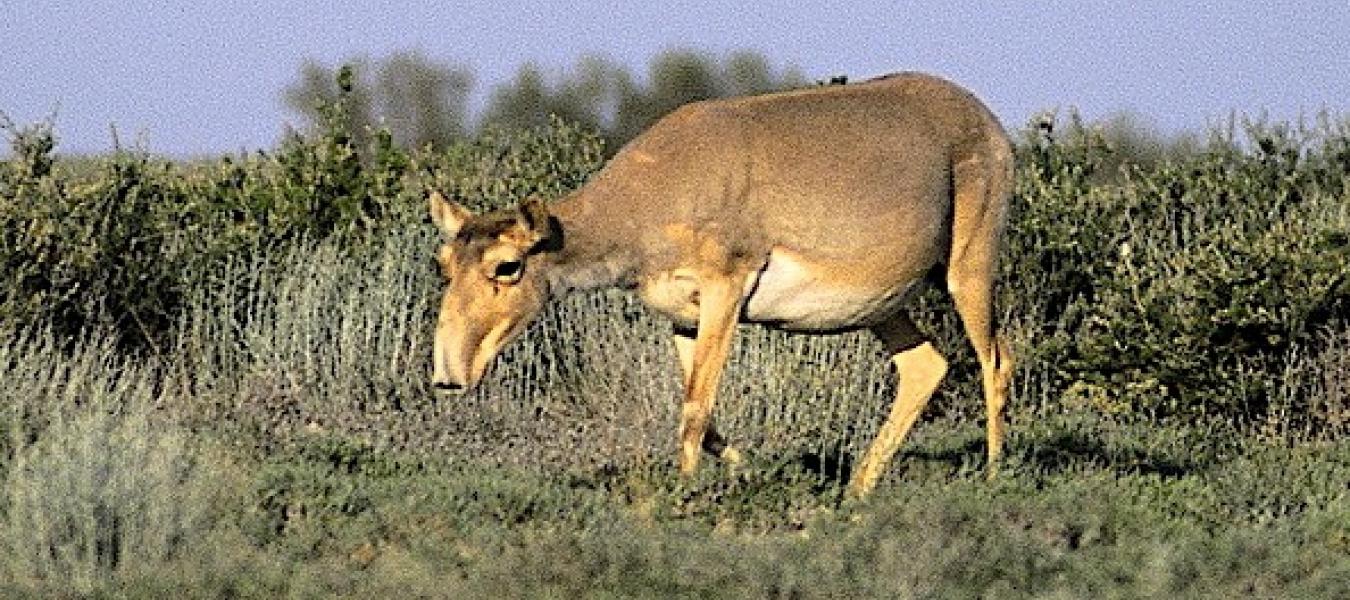 A Method for Forecasting the Dates of Mass Calving and Some Characteristics of the Rut and Calving in the Kalmyk Population of Saiga (Saiga tatarica L.)