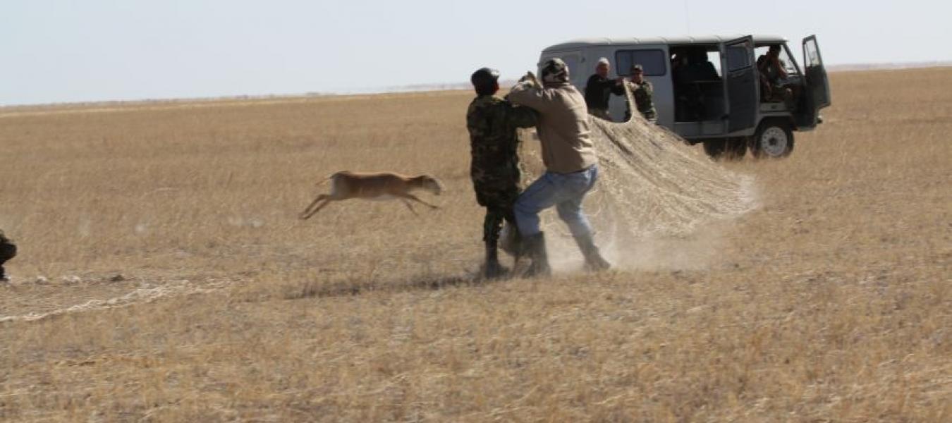 Capture of Ungulates in Central Asia Using Drive Nets - Advantages and Pitfalls Illustrated by the Endangered Mongolian Saiga