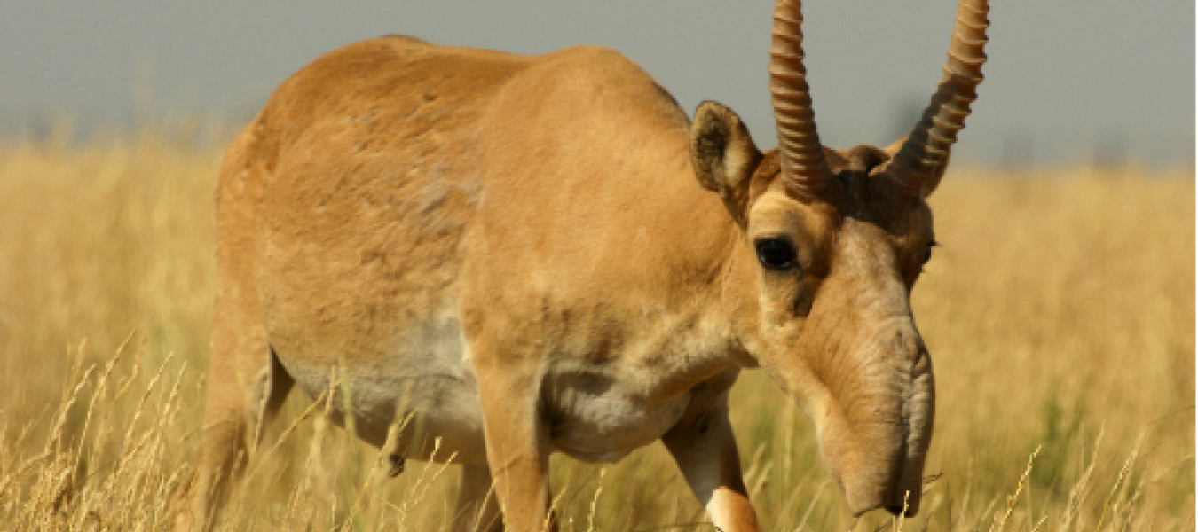 The Conservation Ecology of the Saiga Antelope - Sarah Aline Kühl, PhD Thesis