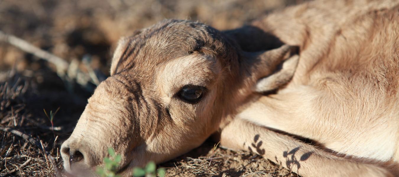 Saiga antelope calving site selection is increasingly driven by human disturbance