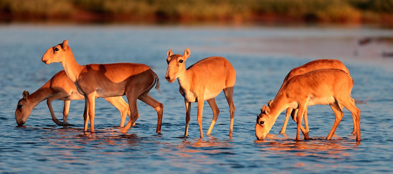 Reproductive Collapse in Saiga Antelope Harems