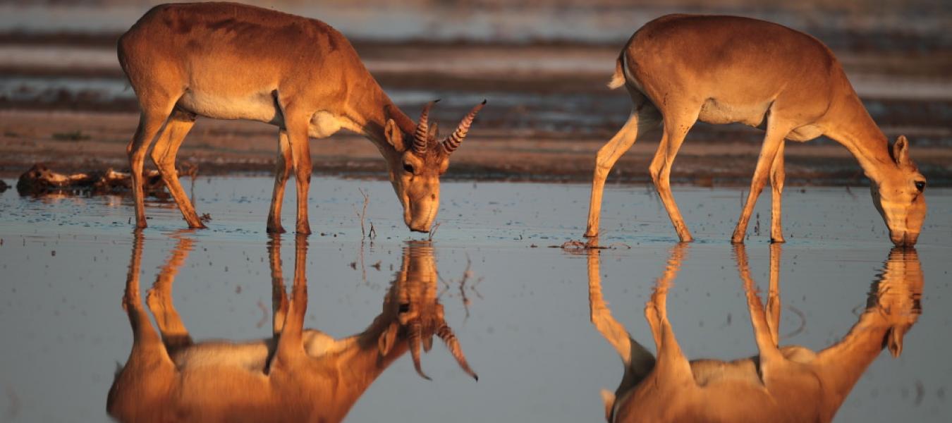 Update on the Saiga Antelope Tragedy in Kazakhstan