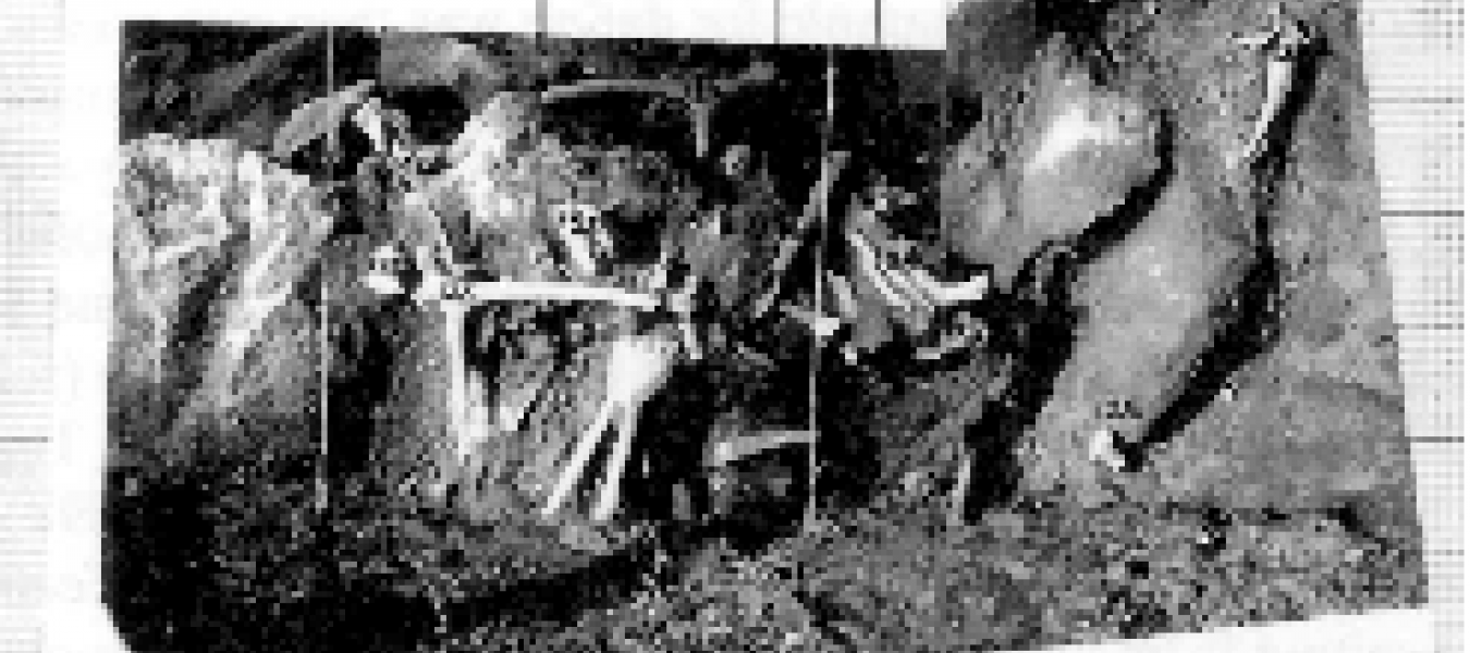 Quaternary Skulls of the Saiga Antelope from Eastern Europe and Siberia: Saiga borealis versus Saiga tatarica - One species or two?
