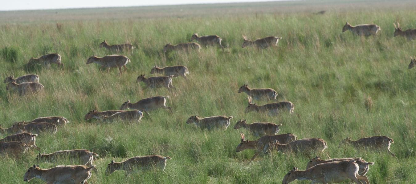 Infectious Diseases of Saiga Antelopes and Domestic Livestock in Kazakhstan (PhD thesis)