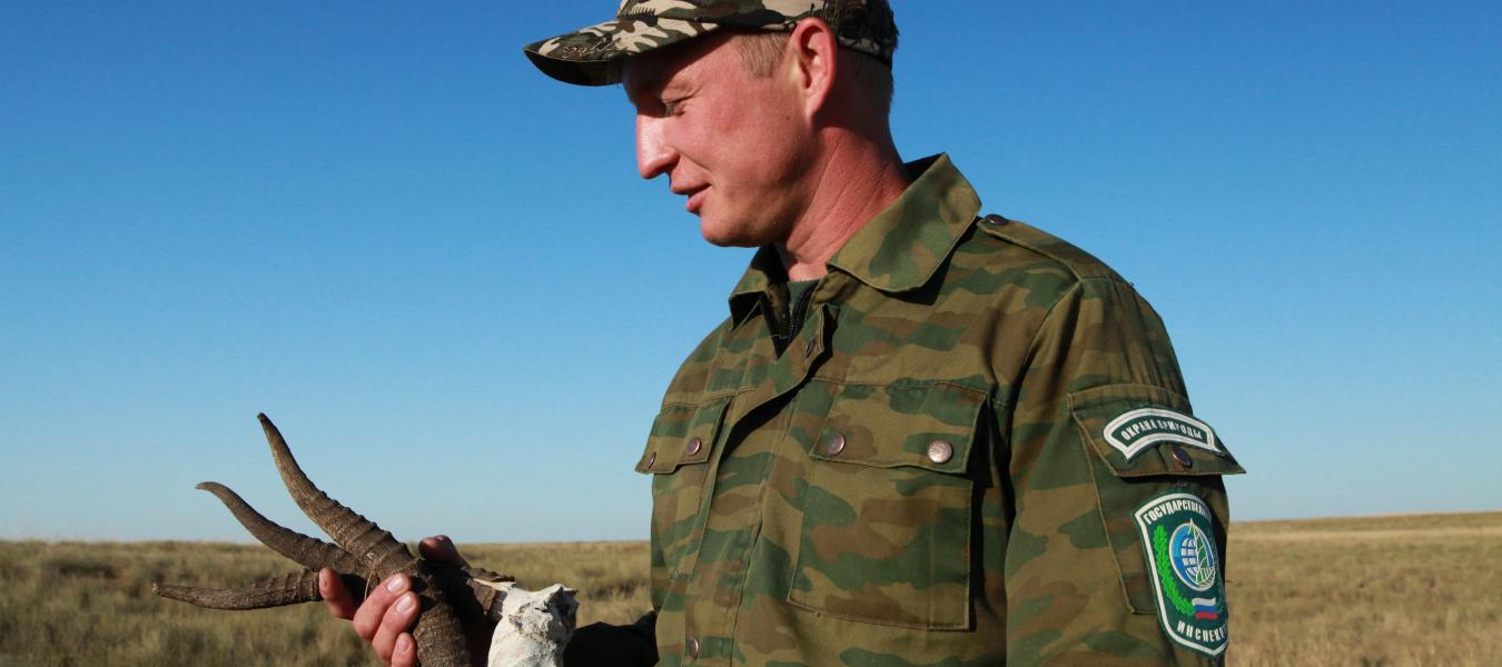 From Steppe to Store: The Trade in Saiga Antelope Horn