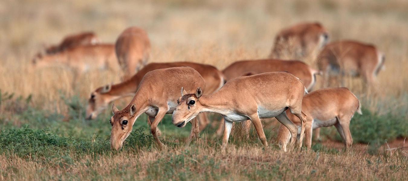 Dramatic declines in saiga antelope populations