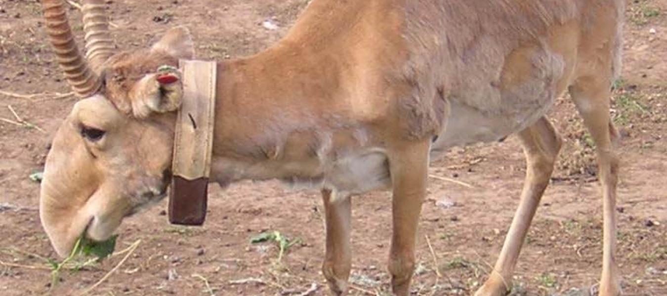 An Evaluation of Potential Monitoring Strategies for Saiga Antelopes on the Ustyurt Plateau - Suzanne Offord, MSc thesis