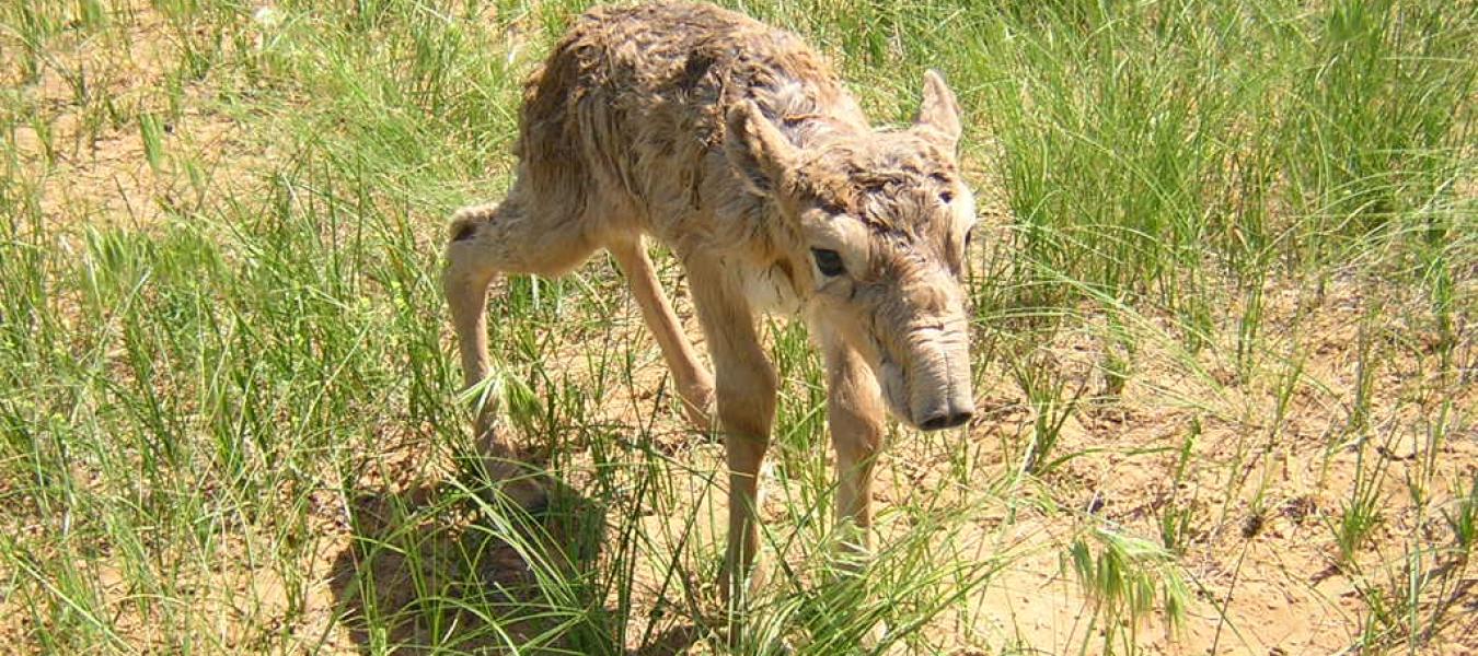 A Population Model for the Management of the Saiga Antelope