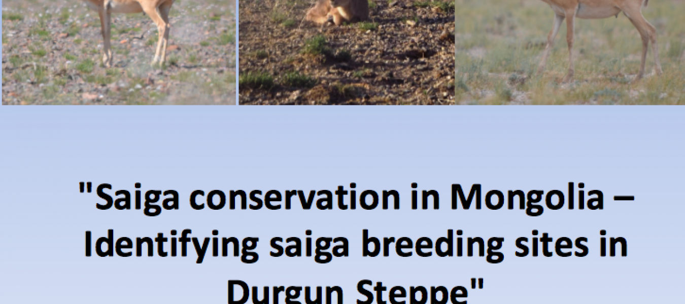 Identifying Saiga Breeding Sites in Mongolia