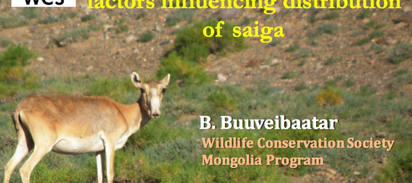 Monitoring the Abundance and Distribution of Saiga Antelope in Mongolia