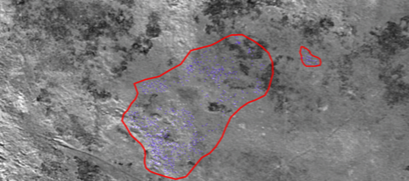 The Use of High Resolution Satellite Images to Monitor Saiga Populations