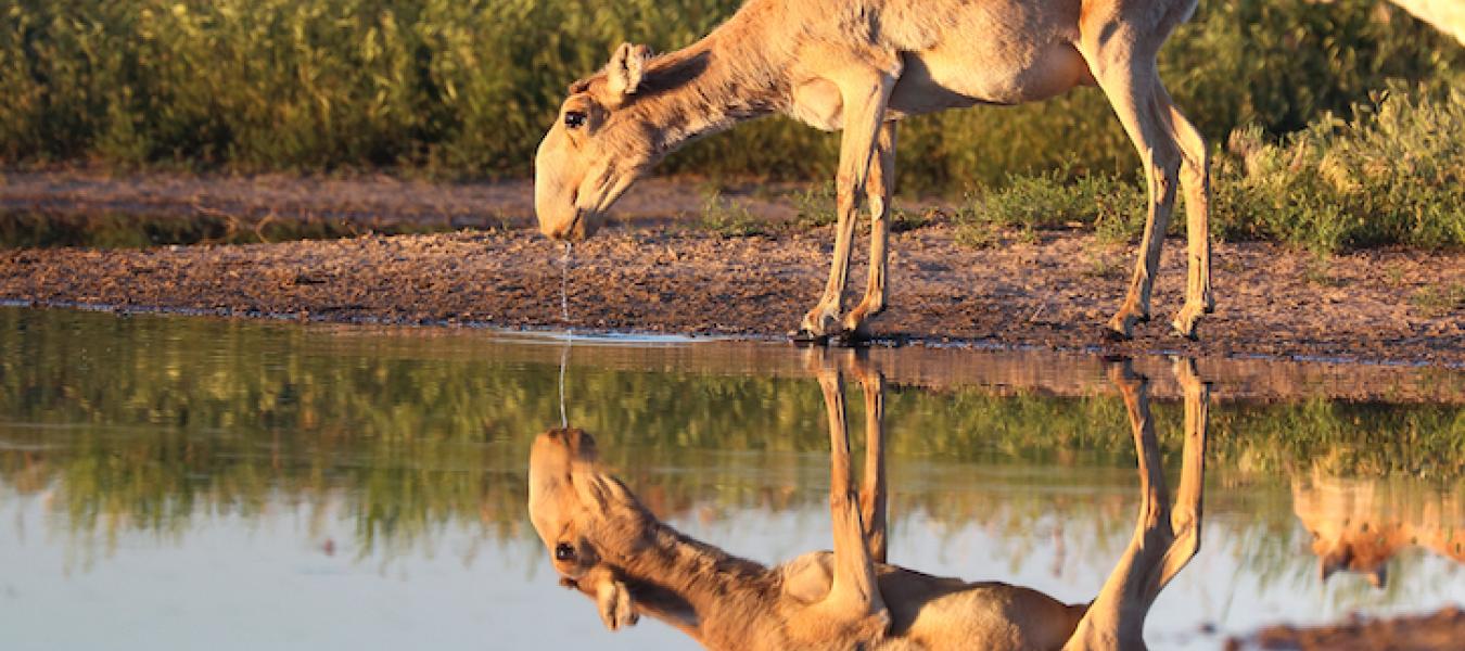 Protecting Saigas in Uzbekistan